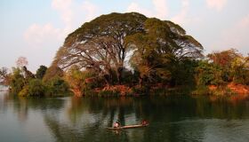 Pakse Mekong River and Trees, Laos